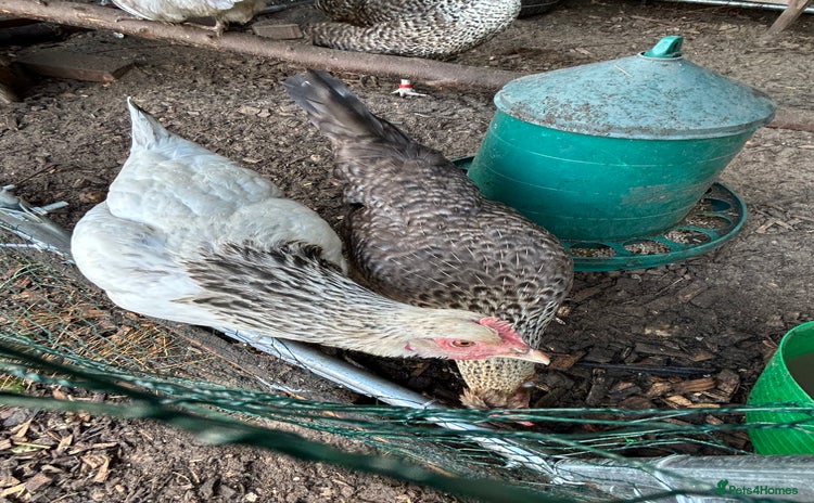 Chickens poultry - Advert 15
