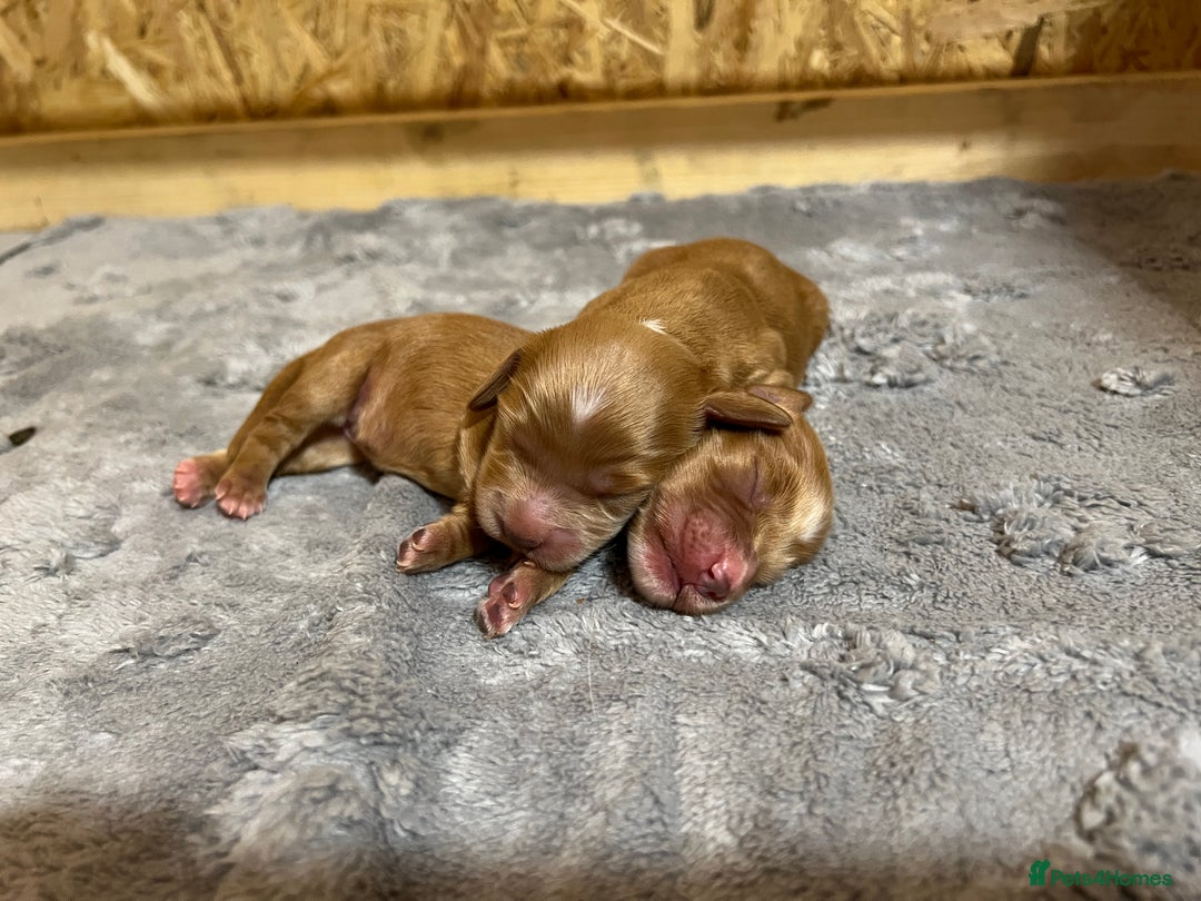 Cocker Spaniel dogs for sale: 2 Girls left, Golden red working cockers - Advert 10