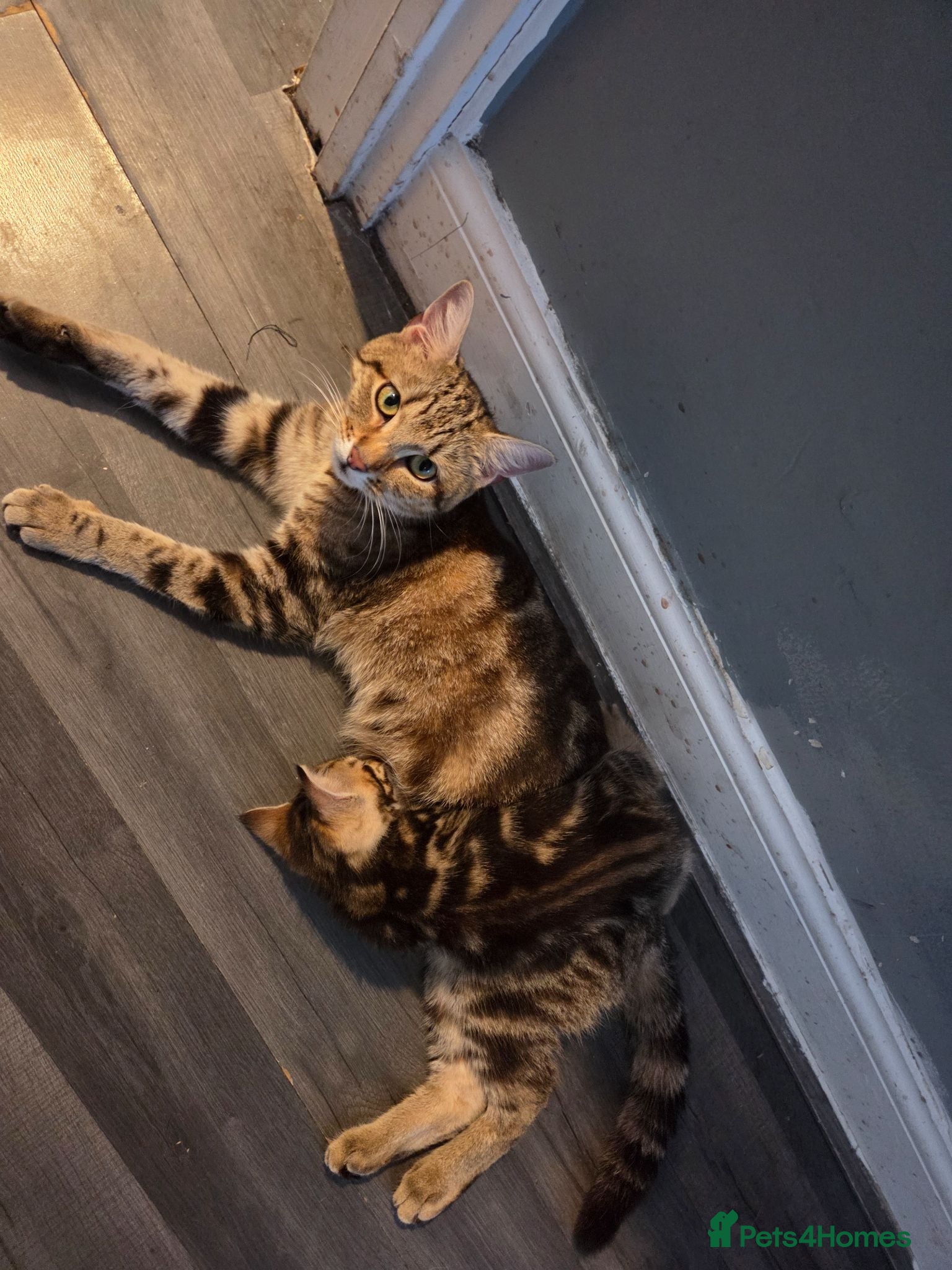 Mixed Breed cats 2 female tabby kittens  - Advert 3