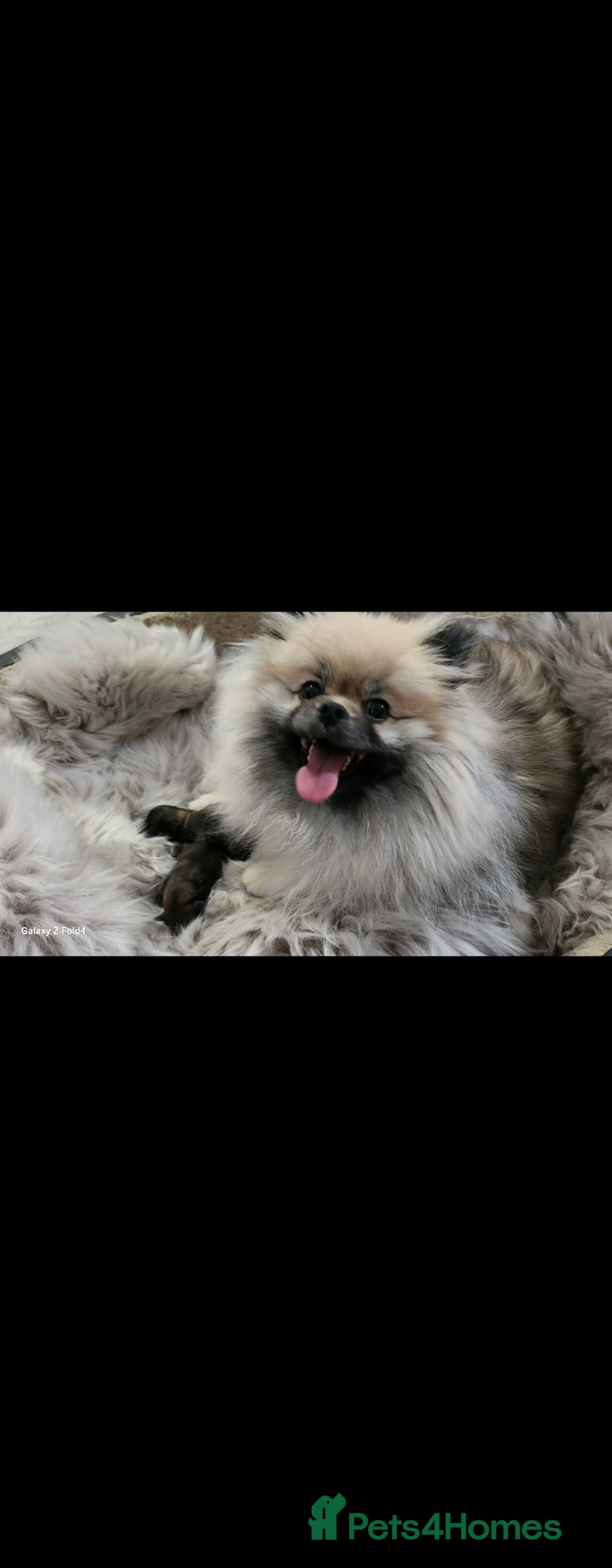 Pomeranian dogs for sale: Tiny Fluff-Balls looking for Forever Homes - Advert 13