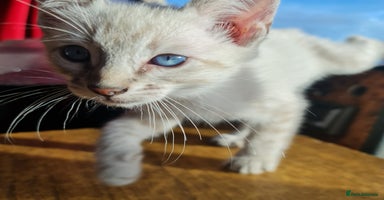 Bengal cats - Advert 12