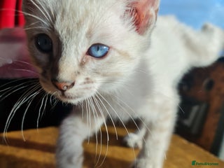 Bengal cats - Advert 2