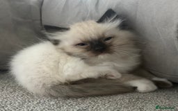 Ragdoll cats for sale: 5 Beautiful Ragdoll Kittens  - Image 32