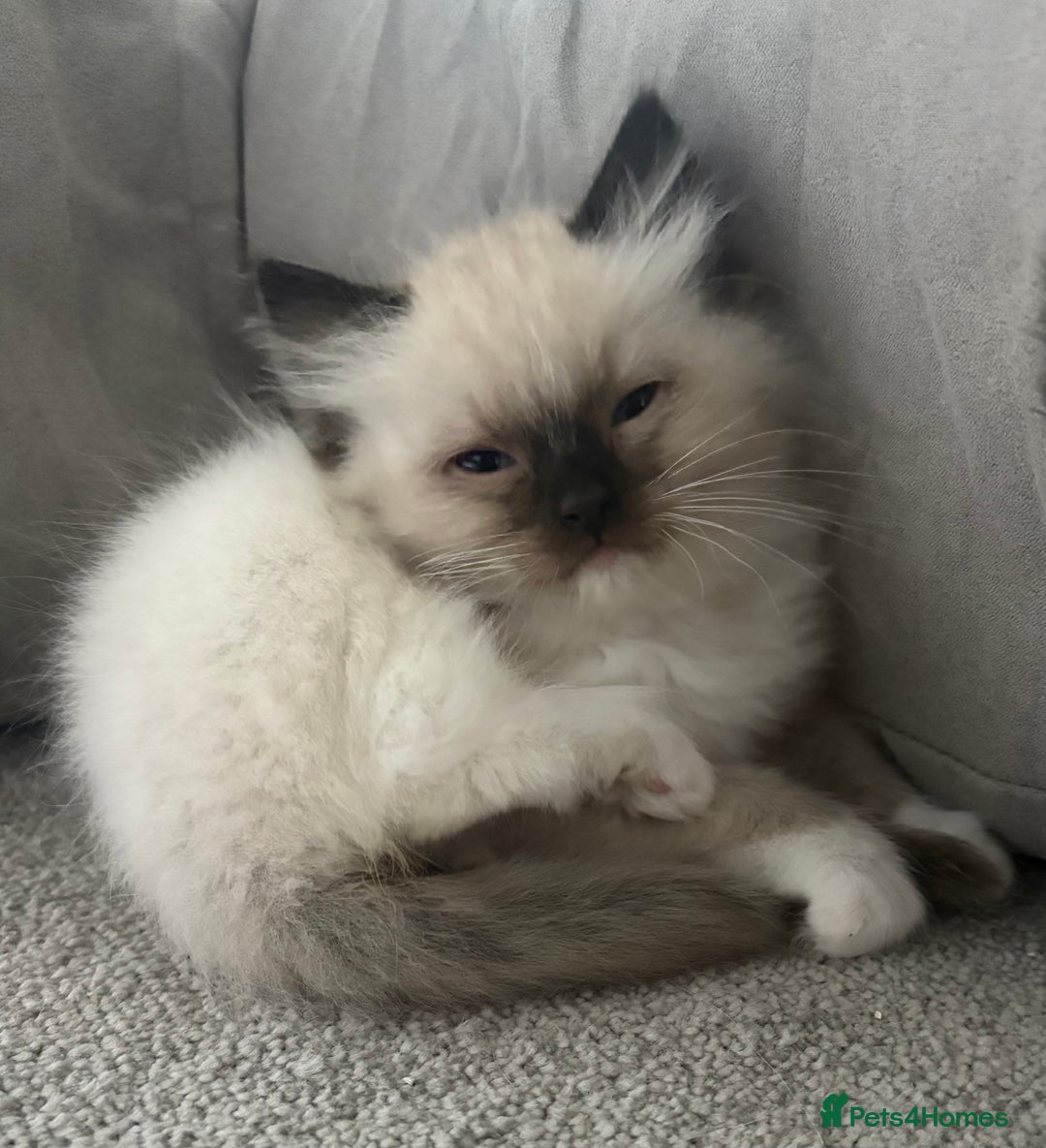 Ragdoll cats for sale: 5 Beautiful Ragdoll Kittens  - Image 32