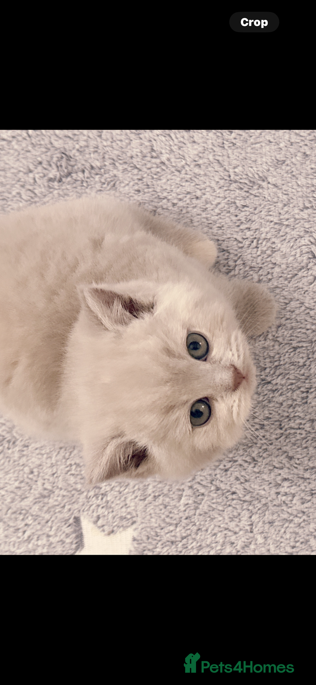 British Shorthair cats for sale: 2 female British short hair - Advert 14
