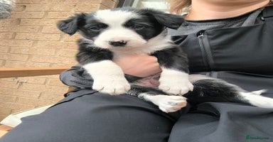 Border Collie dogs - Advert 7