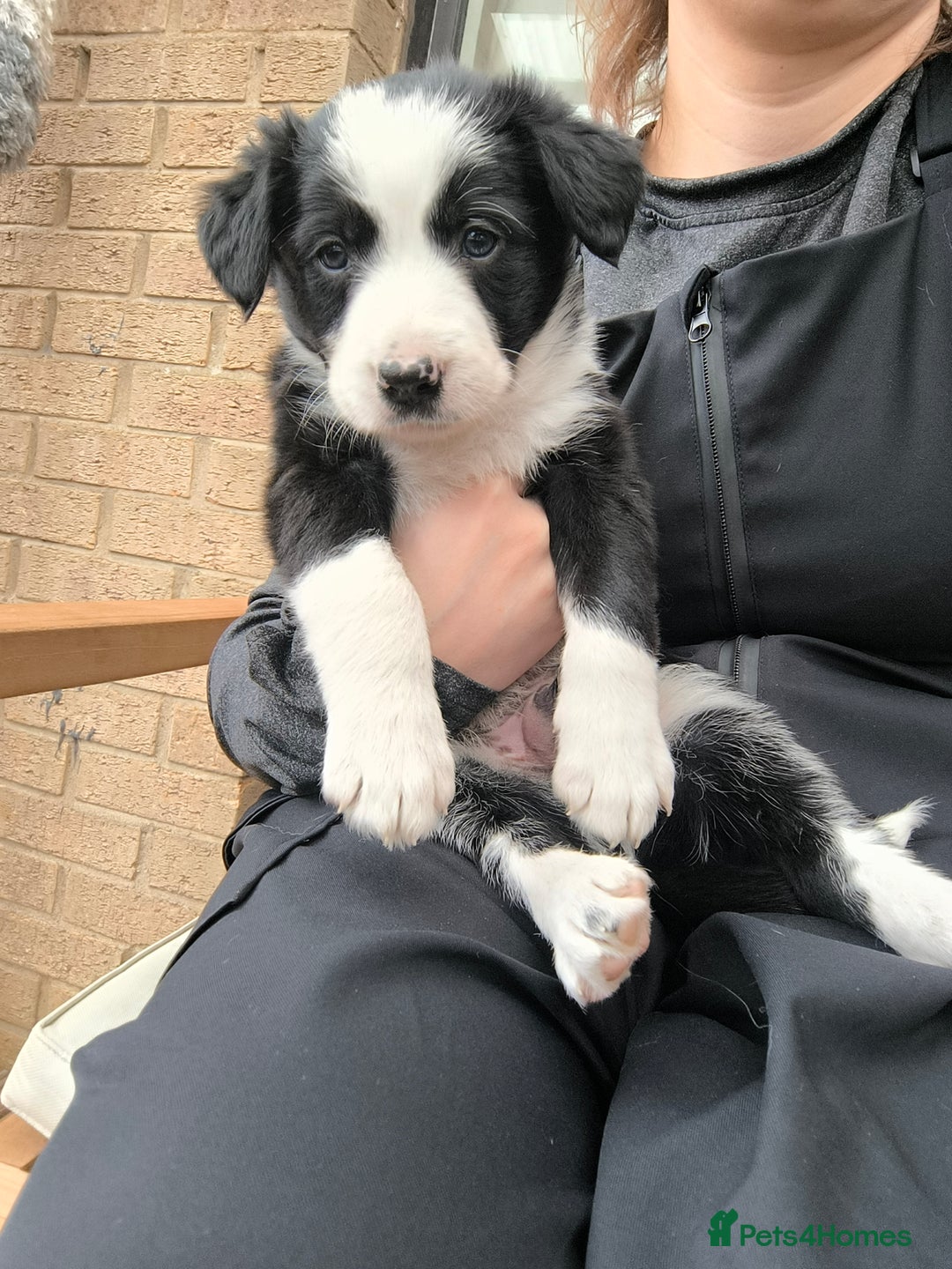 Border Collie dogs for sale: Border Collie Puppies - Image 8