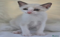 Snowshoe cats for sale: Stunning pedigree blue point Snowshoe kittens  - Image 14