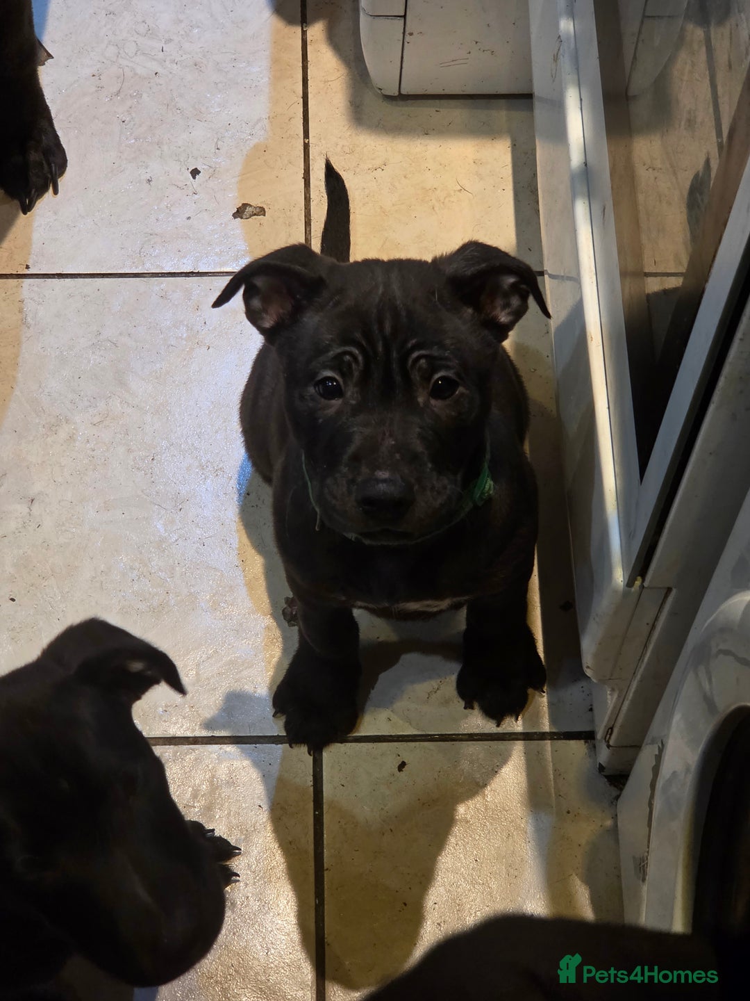 Mixed Breed dogs for sale: Chaffie Pups - Advert 5