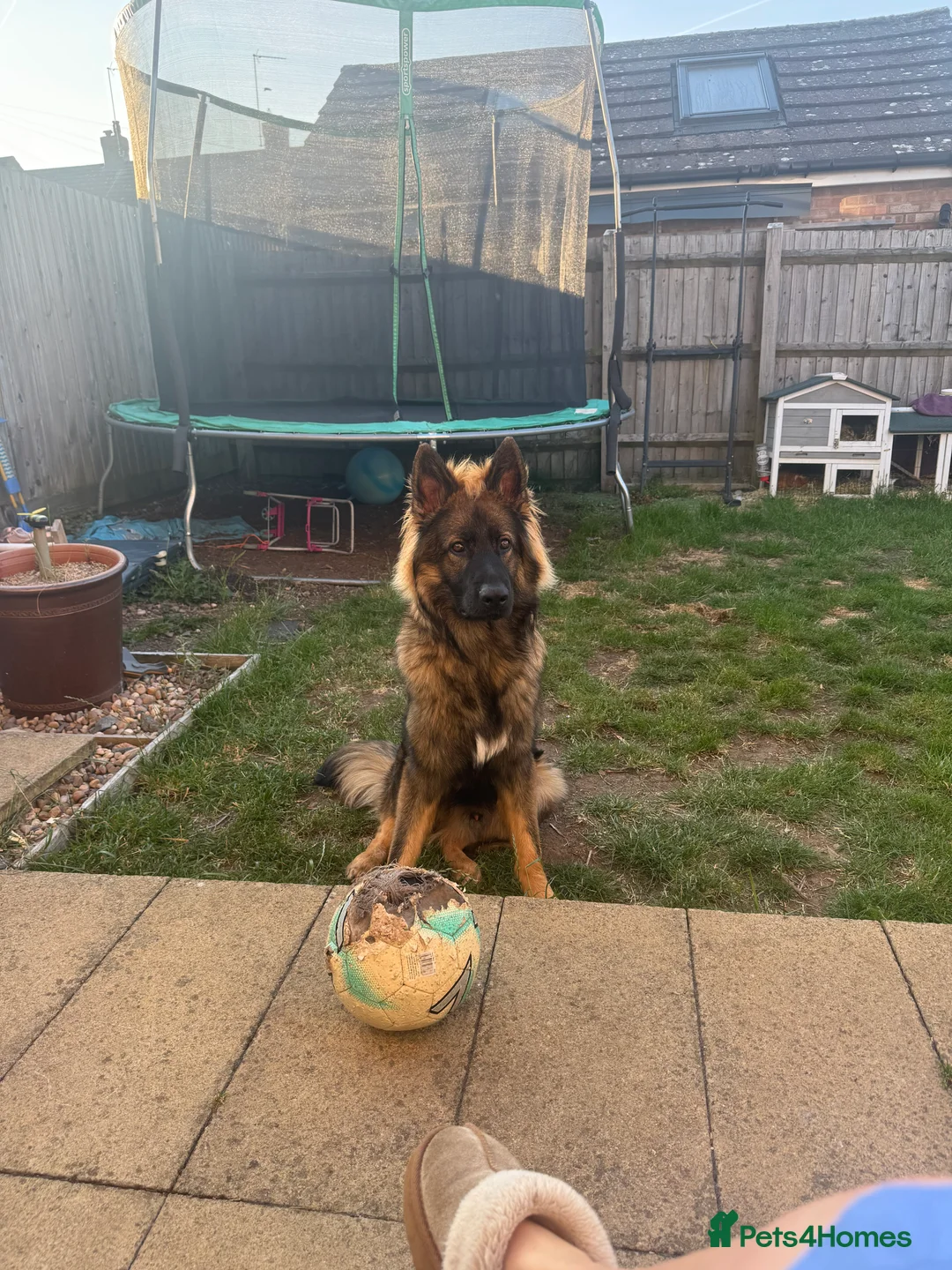 German Shepherd dogs for stud: For Stud - Advert 4