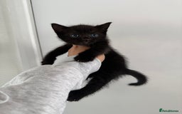 Mixed Breed cats for sale: Kittens  - Image 3