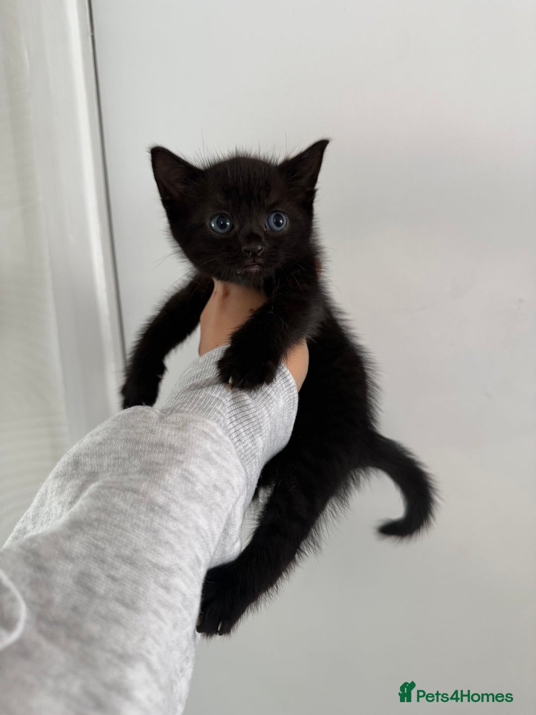 Mixed Breed cats for sale: Kittens  - Image 3