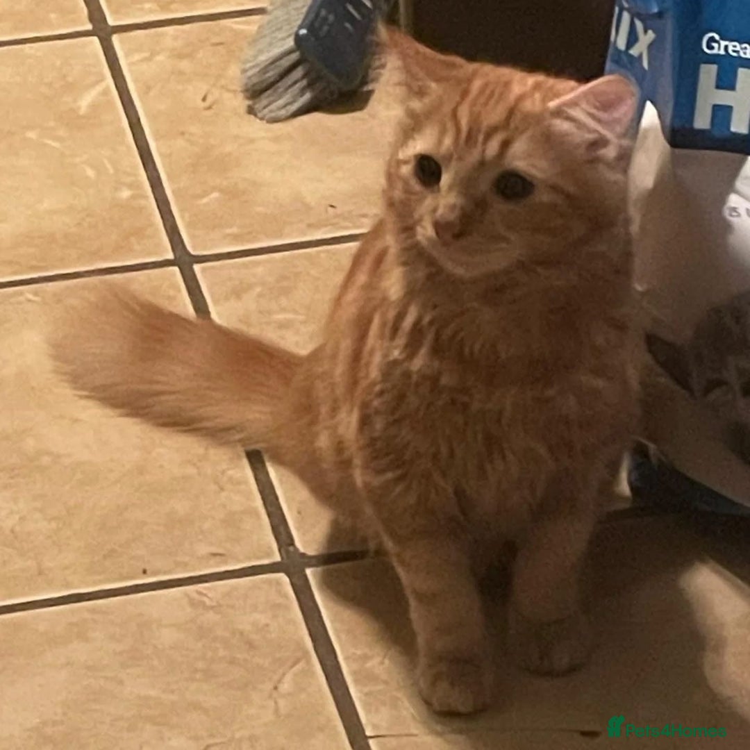 Domestic Shorthair cats for adoption: Honey & Toast, 6 month old kittens  - Image 3