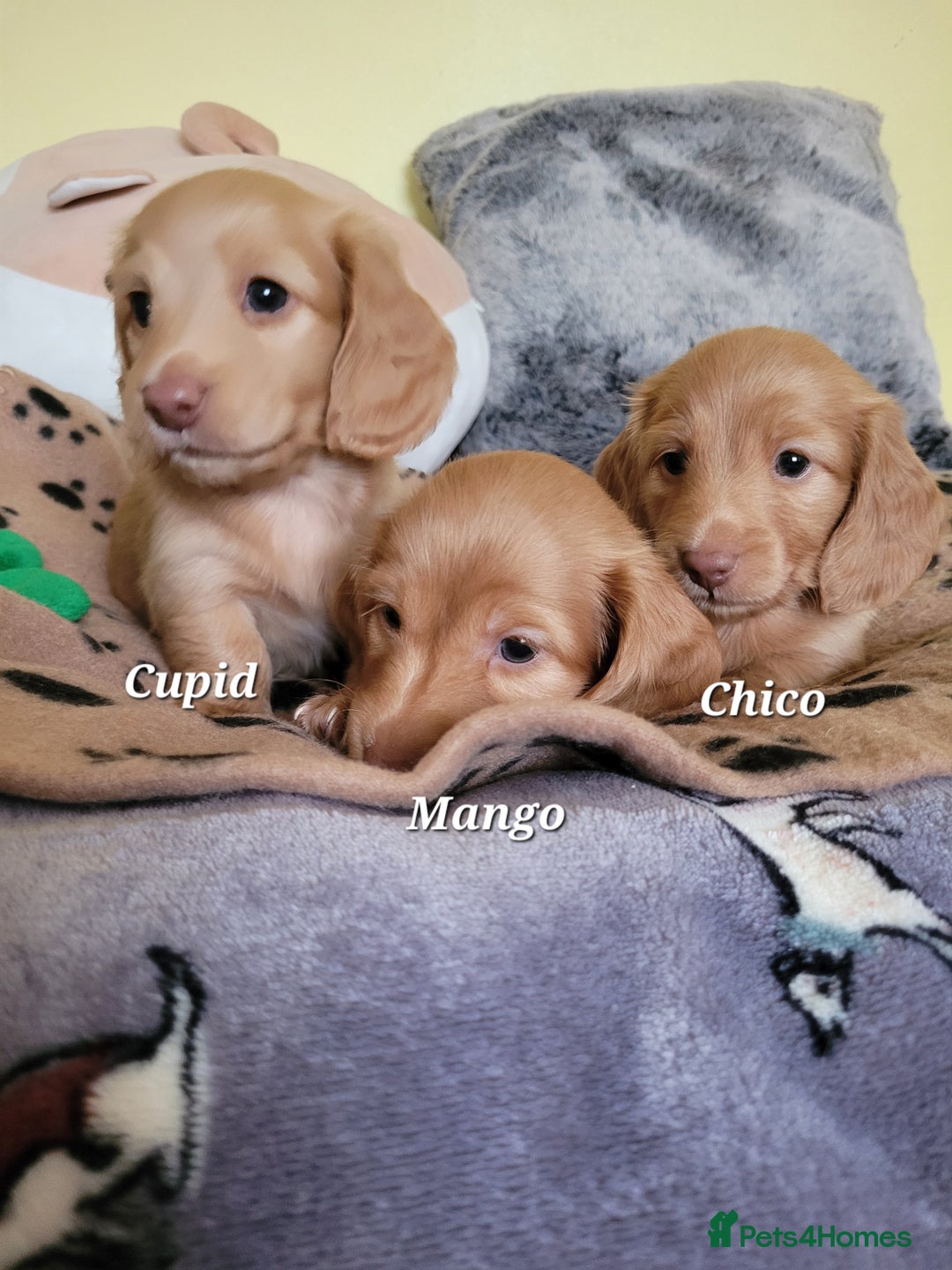 Dachshund dogs for sale: Long Haired KC Miniature Dachshund - Advert 9