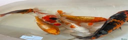 Koi Carp fish for sale: 16”-18” Koi for sale. - Advert 4