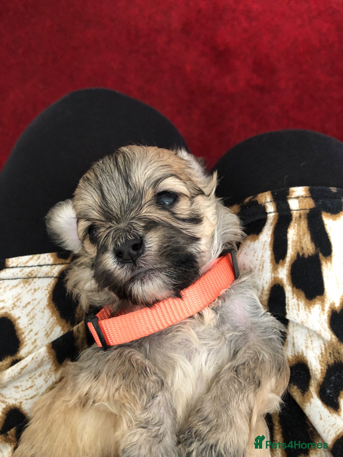 Maltipoo dogs F1 adorable tiny Maltipoo puppies - Advert 7