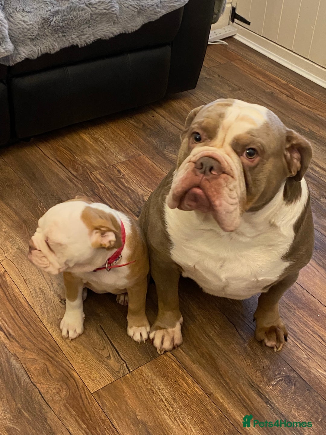 Mixed Breed dogs for sale: Old English bulldog puppy for sale. - Image 10