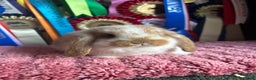 Mini Lop rabbits for sale: Vaccinated mini lop and lion lop babies - Advert 6