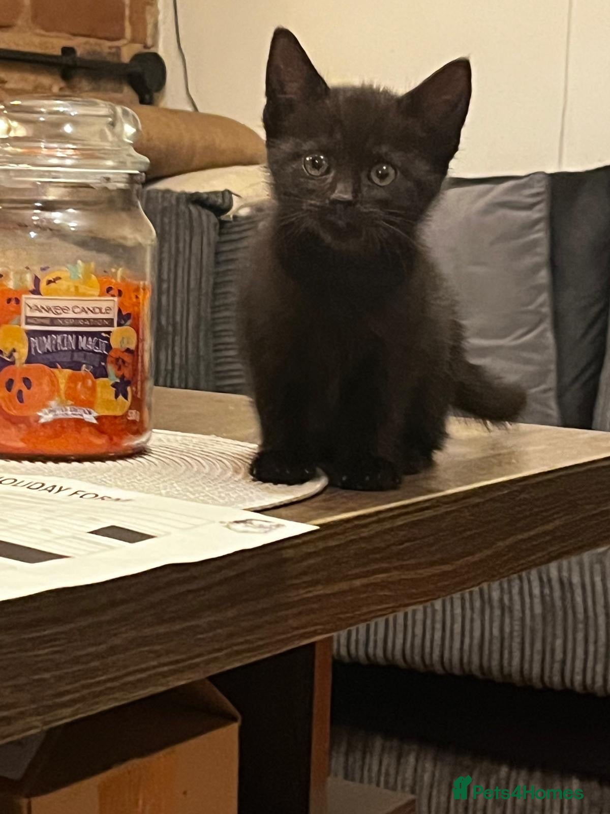 Mixed Breed cats Beautiful kittens for sale  - Advert 1
