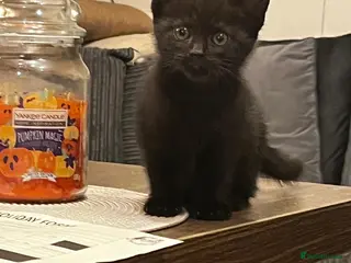 Mixed Breed cats Beautiful kittens for sale - Advert 1