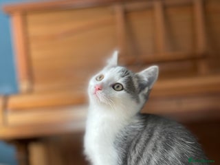 Domestic Shorthair cats - Advert 8