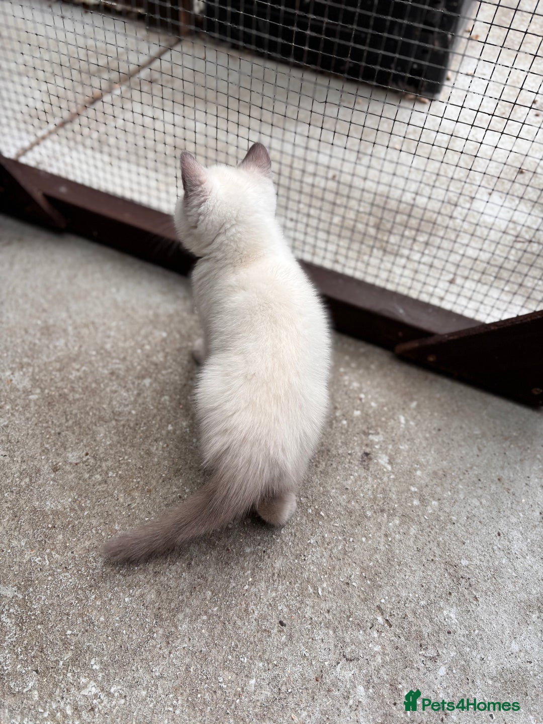 British Shorthair cats for sale: British shorthair GGCF Blue colourpoint kittens  - Image 13