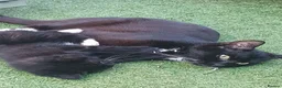 Mixed Breed cats for sale: Mixed breed kittens in Bristol - Advert 9