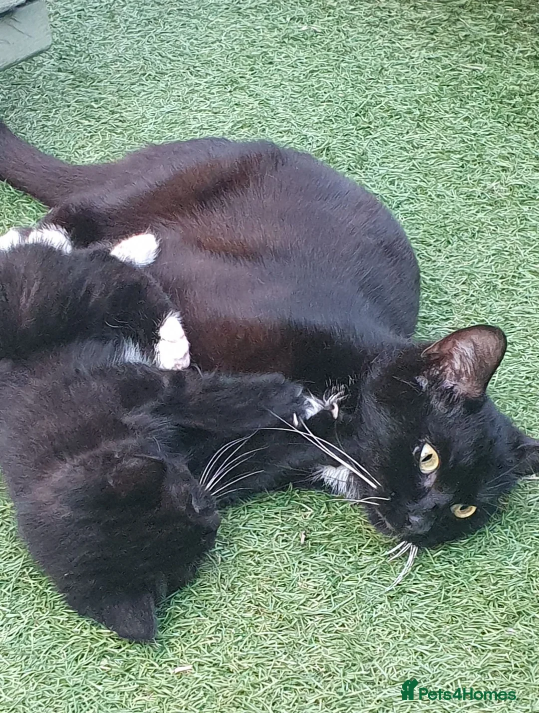 Mixed Breed cats for sale: Mixed breed kittens in Bristol - Advert 9