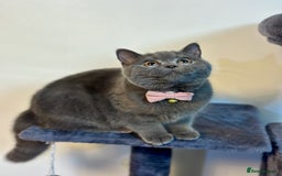 British Shorthair cats for sale: British Shorthair kittens  - Image 3