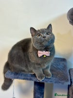 British Shorthair cats - Advert 7