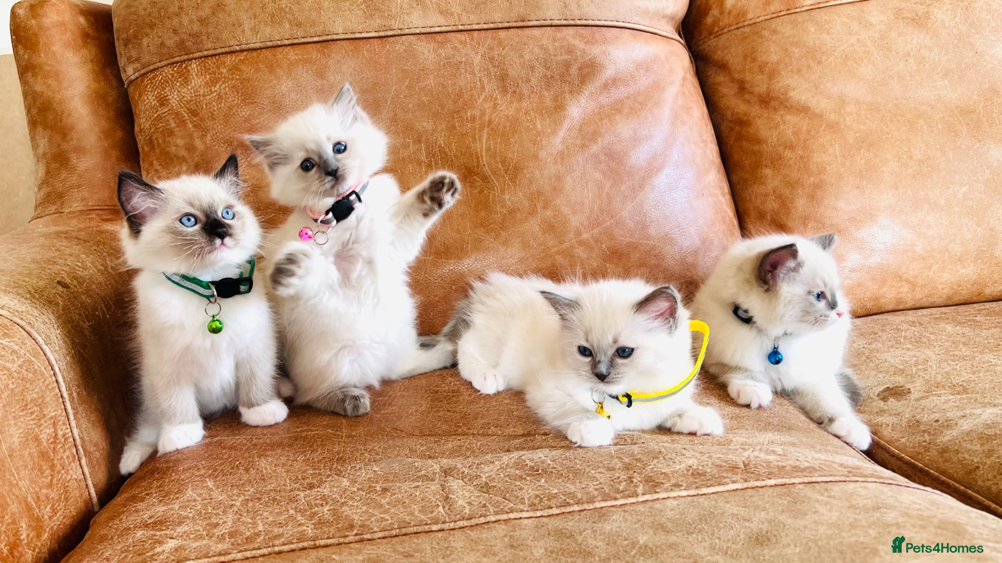 Ragdoll cats Pure Ragdoll GCCF kittens  - Advert 6