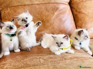 Ragdoll cats Pure Ragdoll GCCF kittens - Advert 6