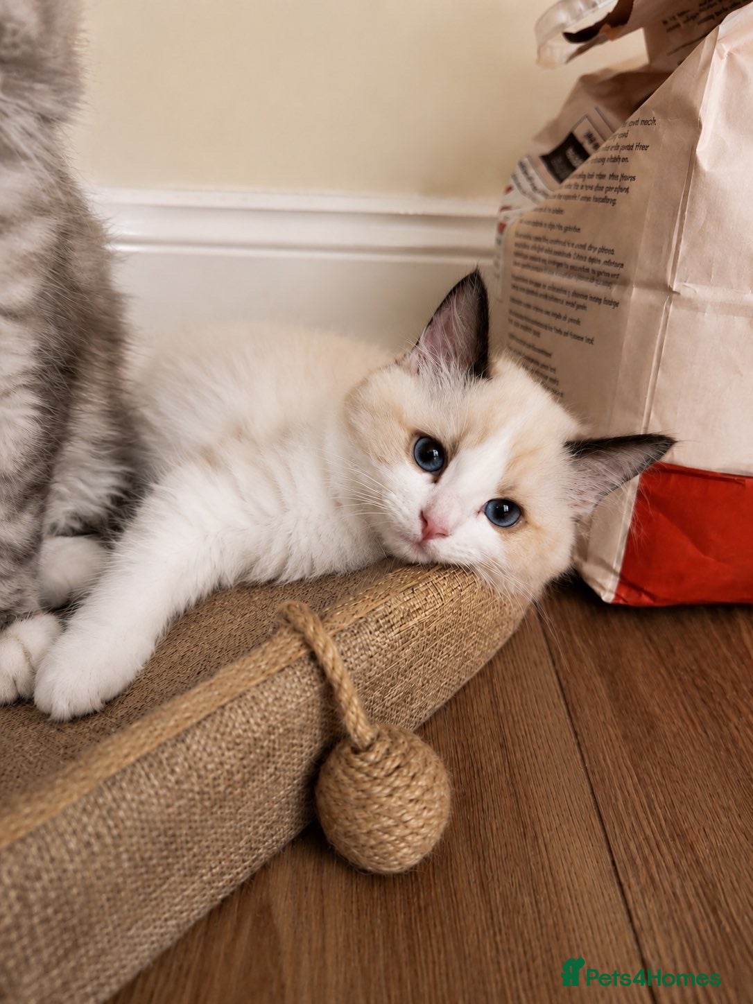 Ragdoll cats Bi colour ragdolls  - Advert 18