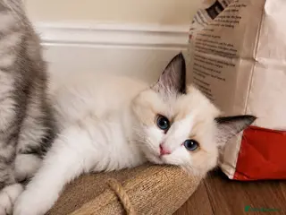 Ragdoll cats Bi colour ragdolls - Advert 18