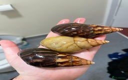 Snails invertebrates for sale: semi adult GALS  - Advert 2