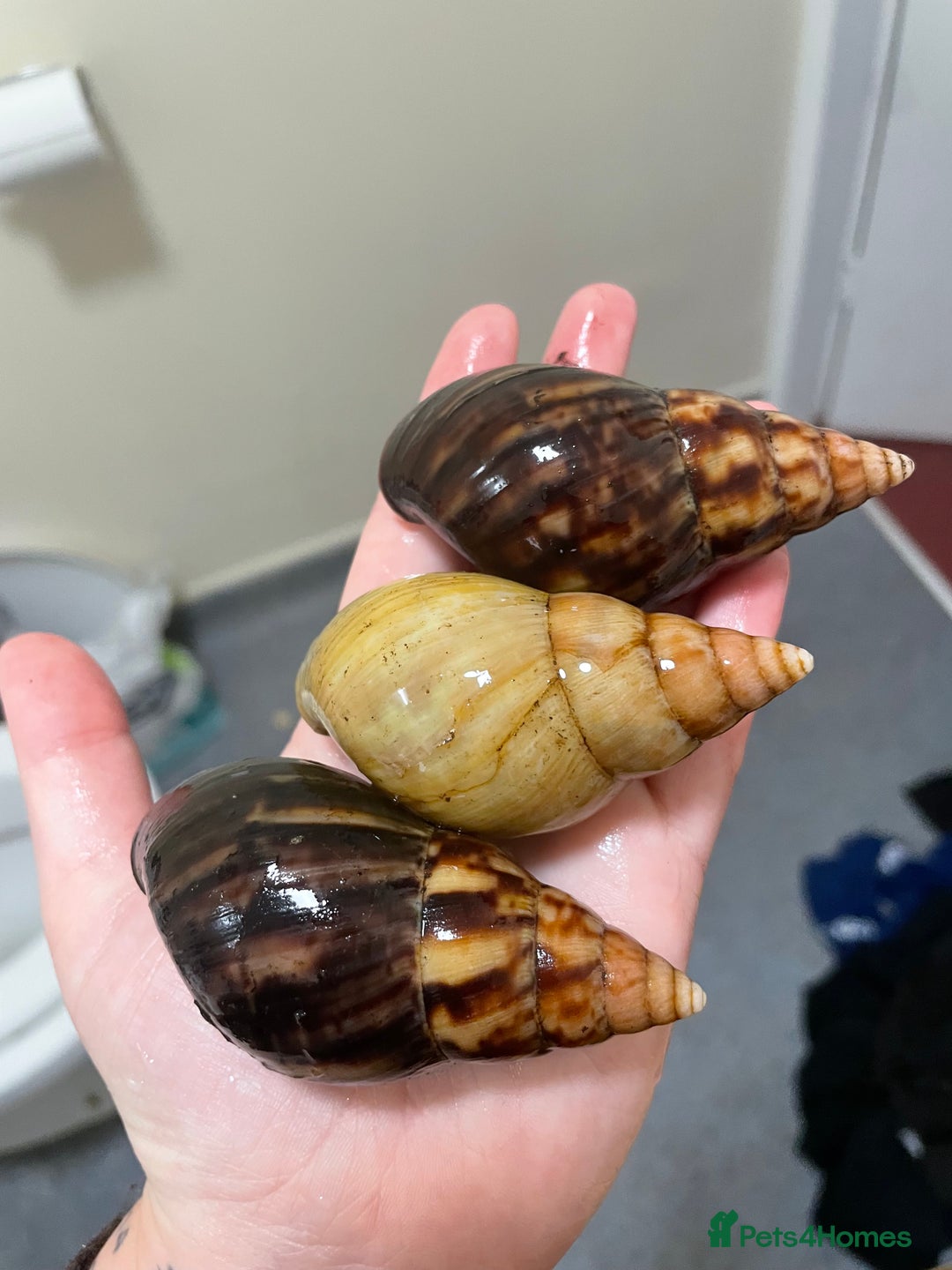 Snails invertebrates for sale: semi adult GALS  - Advert 2