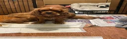 Cavapoo dogs for sale: Beautiful Golden cavapoo puppies - Advert 15