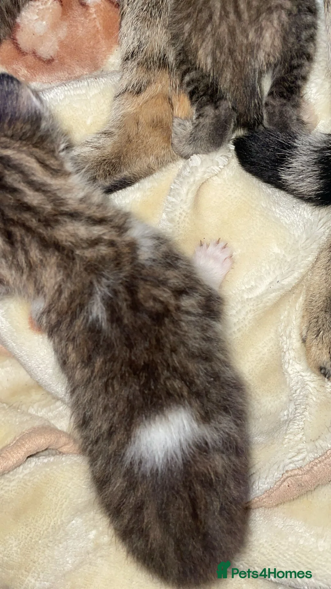 Mixed Breed cats for sale: Beautiful kittens for sale  in Chatham - Advert 2