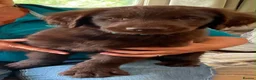 Flat coated Retriever dogs for sale: Stunning Flat Coated Retriever Pups - Advert 10