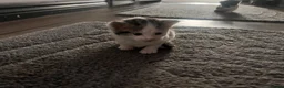 Mixed Breed cats for sale: Beautiful kittens ready to leave soon  - Advert 13