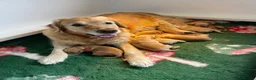 Golden Retriever dogs for sale: Last two available  - Advert 1
