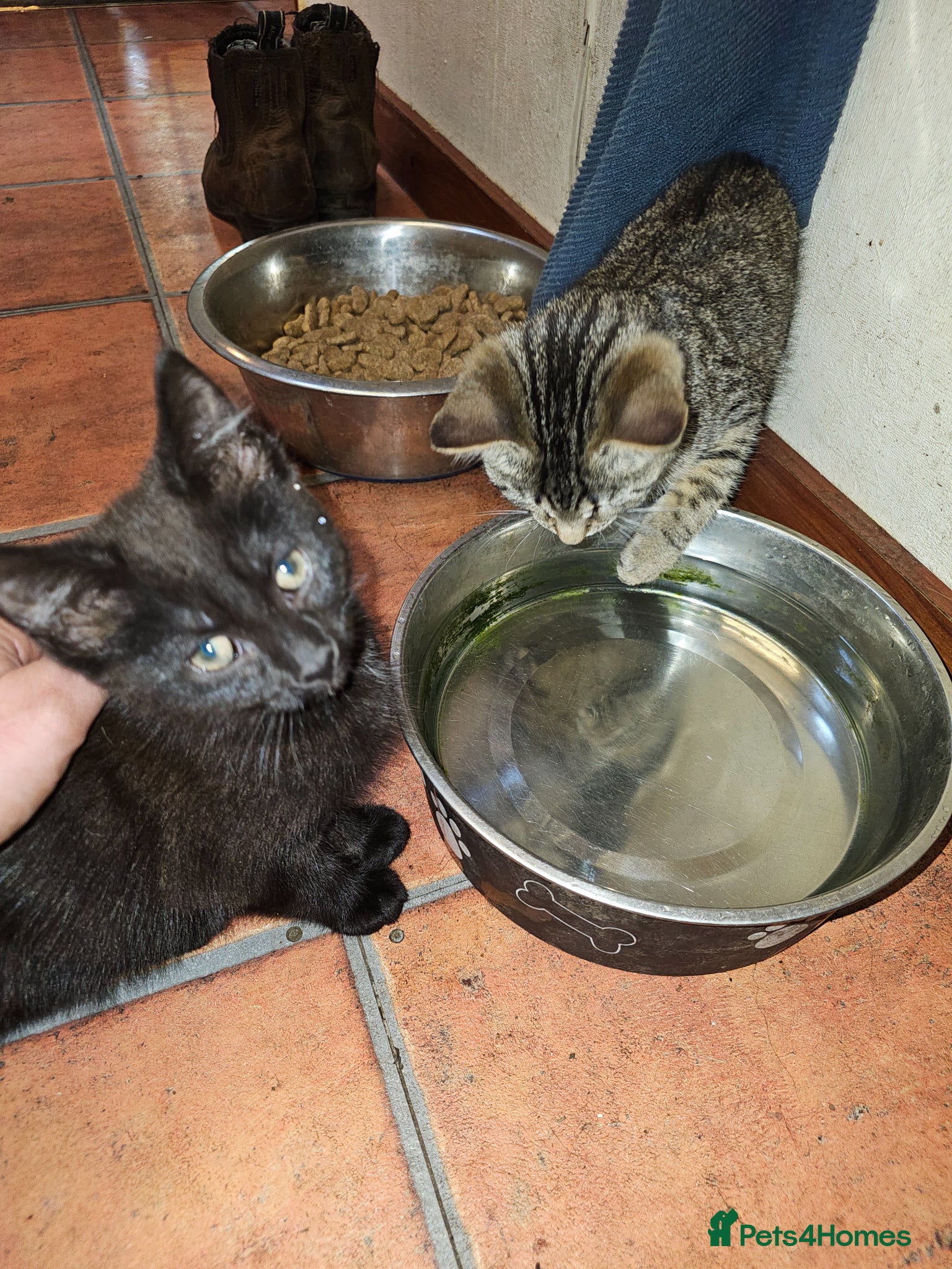 Mixed Breed cats for sale: 3 kittens 1 tabby girl, 1 black female and male in Norwich - Advert 1