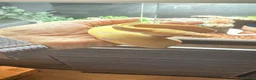 Python Snake reptiles for sale: Candy-GHI-66% het Pied Female - Advert 24