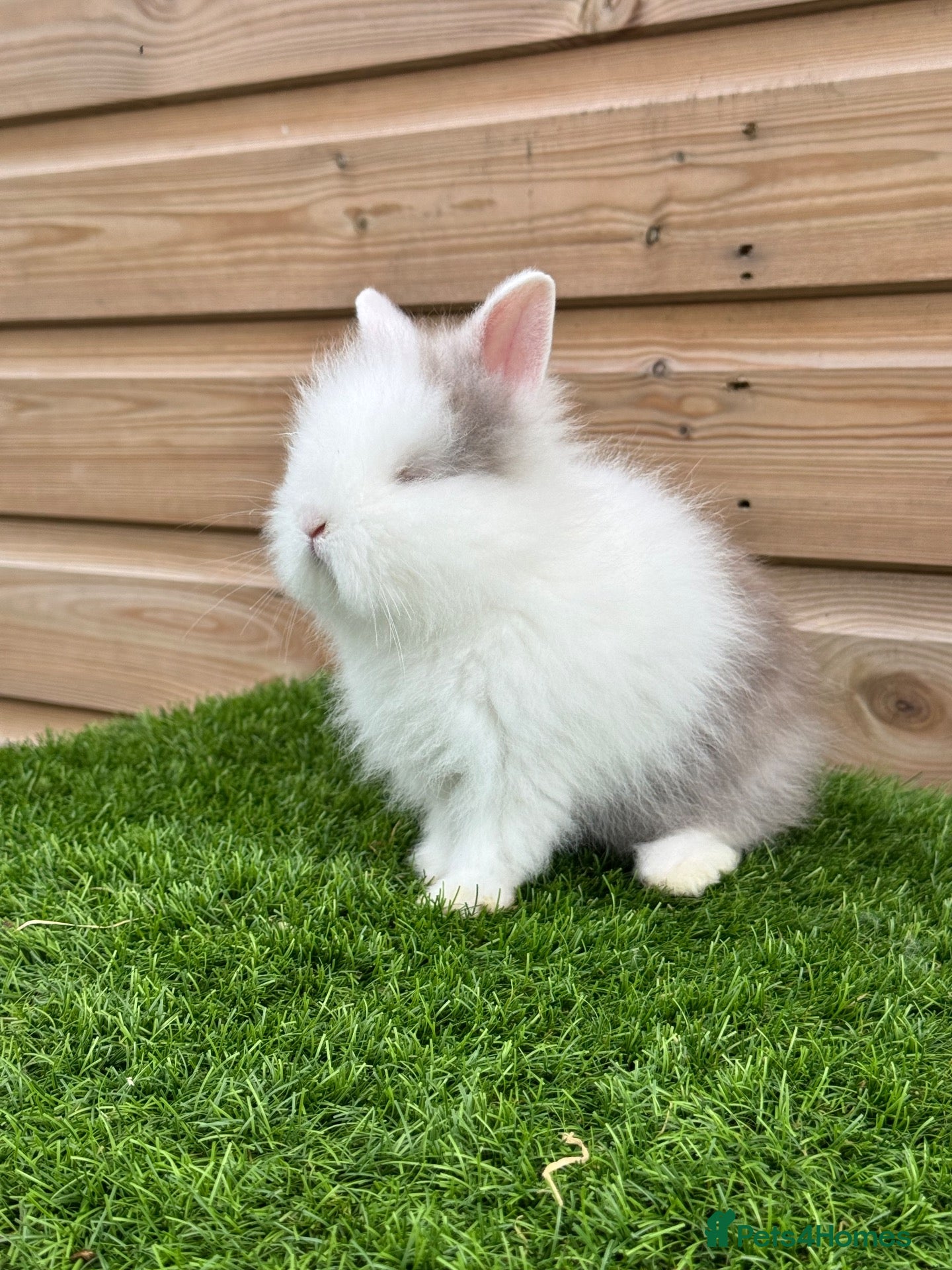 Lionhead rabbits Beautiful Double Maned Lionheads - Advert 6