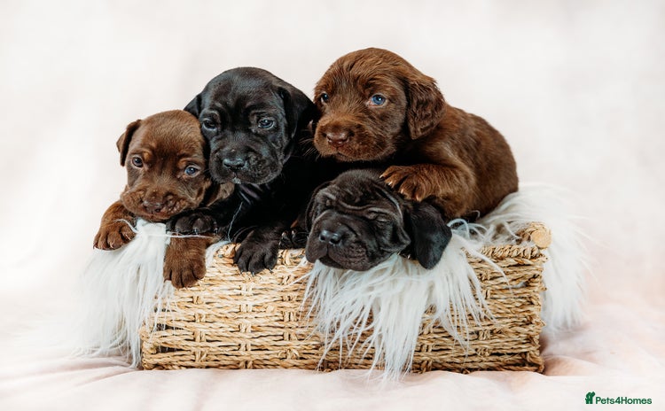 Mixed Breed dogs - Advert 9