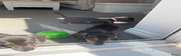 Dachshund dogs for sale: Beautiful miniature dachshund puppy’s  in Newport - Advert 14