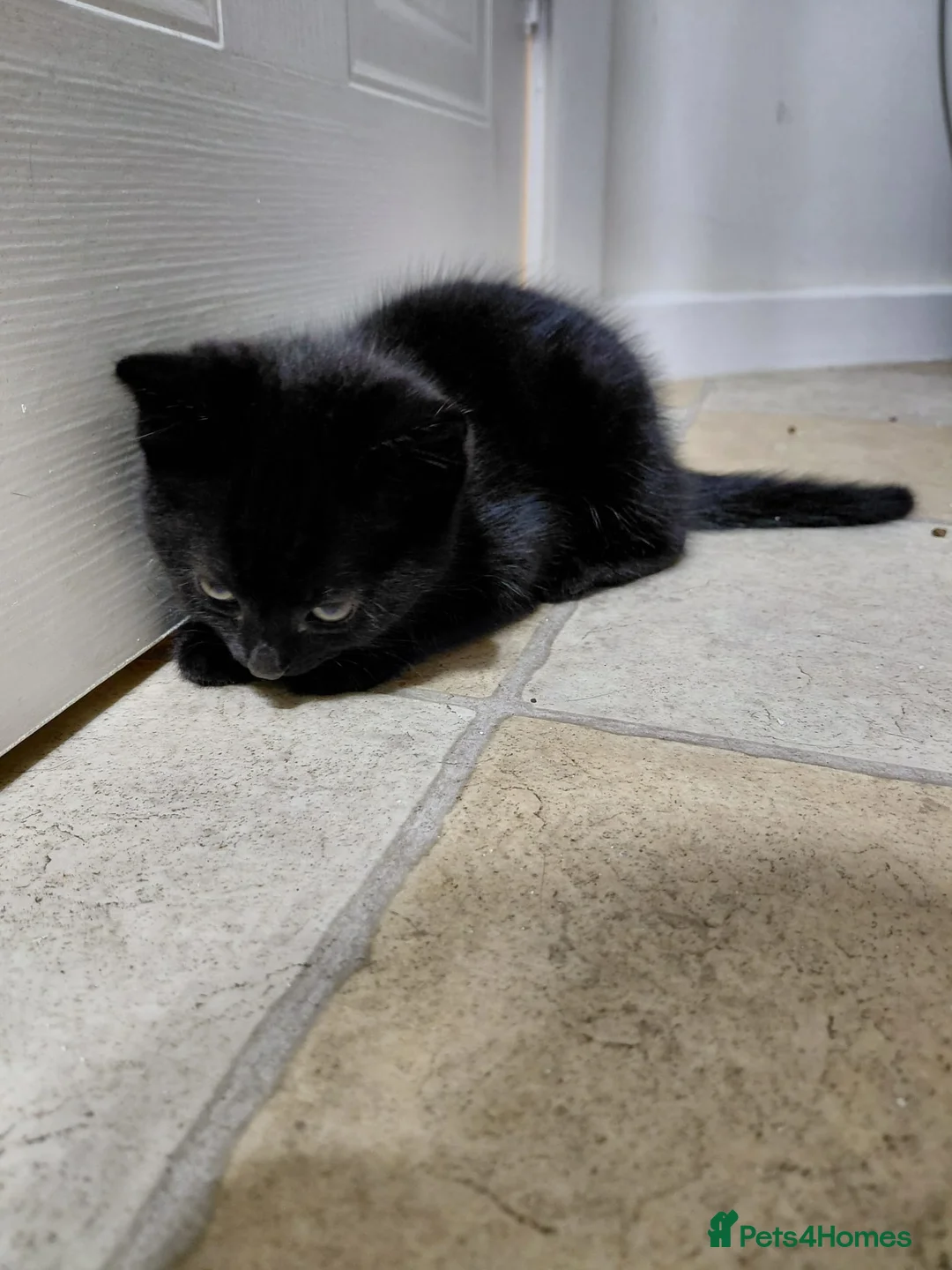 Mixed Breed cats for adoption: Kittens black + black and white - Advert 2