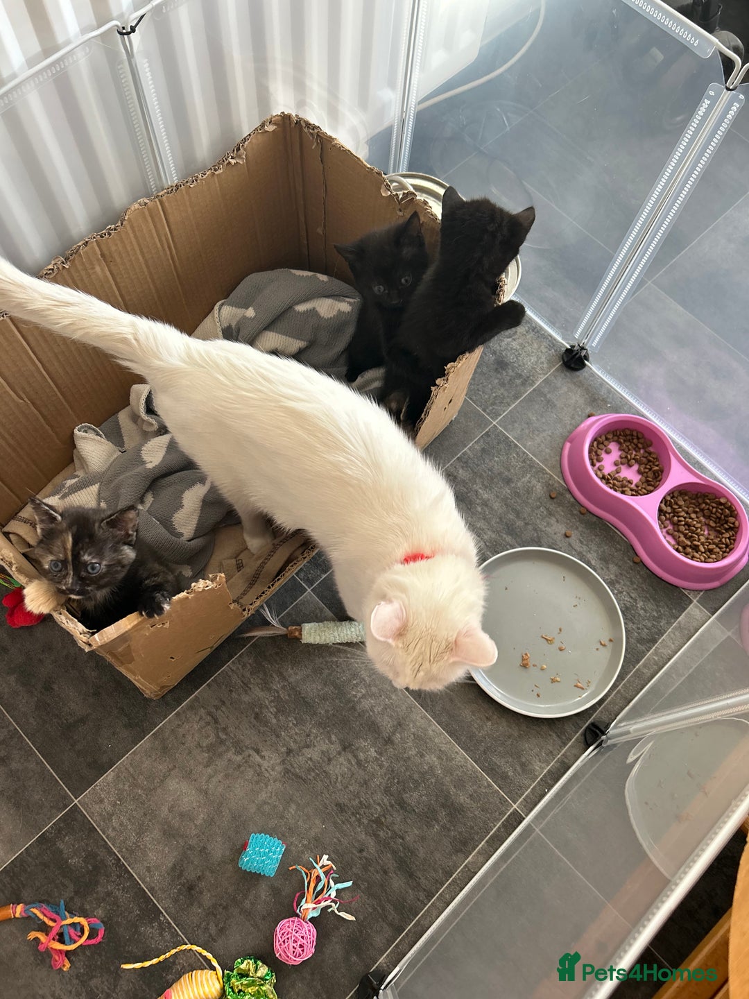 Mixed Breed cats for sale: 4 beautiful kittens available  - Advert 13