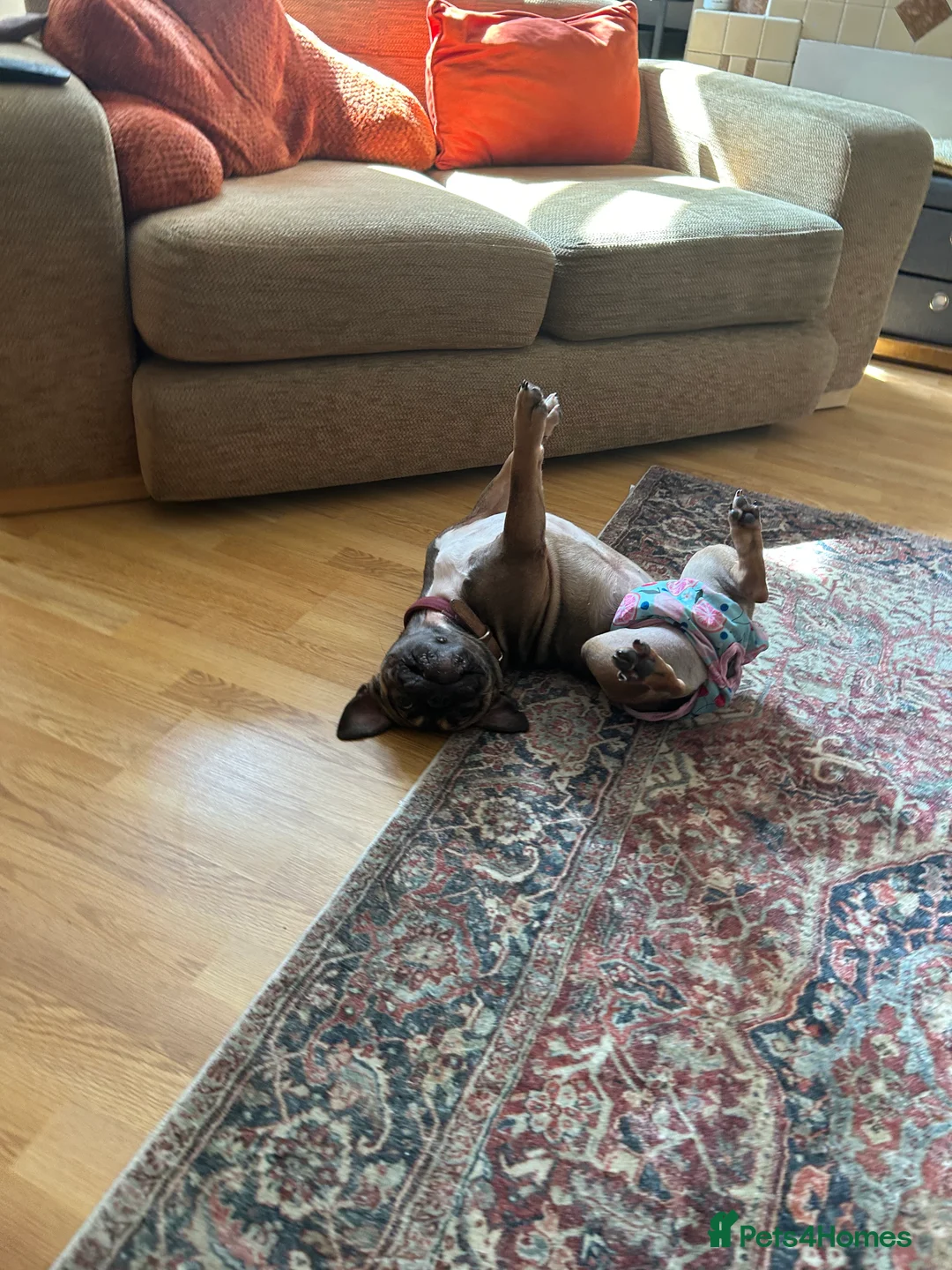 French Bulldog dogs for sale: Poppy - Advert 2