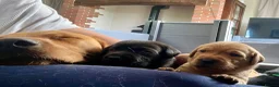 Labrador Retriever dogs for sale: Superb pedigree KC reg Labrador Retriever Puppies - Advert 9